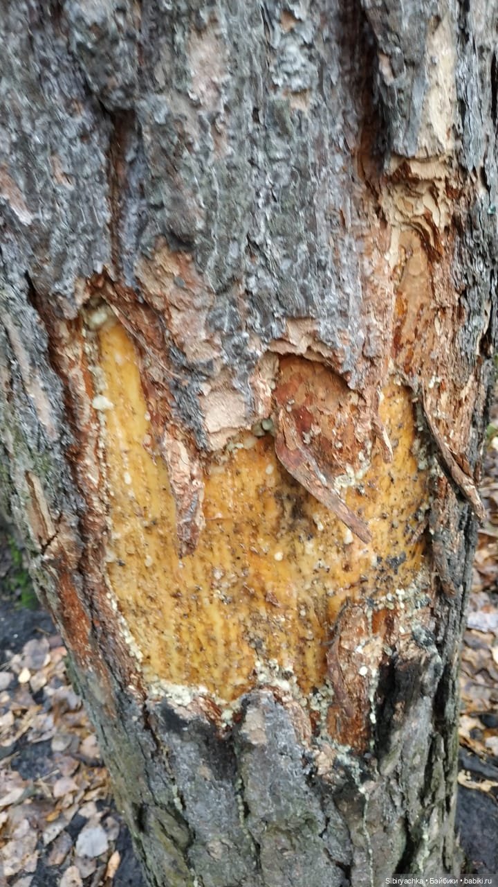 Леонид приготовил Глаше сюрприз для прогулки в лесу (фото 6)