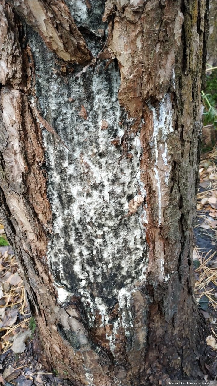 Леонид приготовил Глаше сюрприз для прогулки в лесу (фото 7)