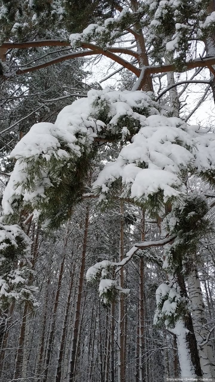 Глаша и Луша в любимом лесу (фото 10)