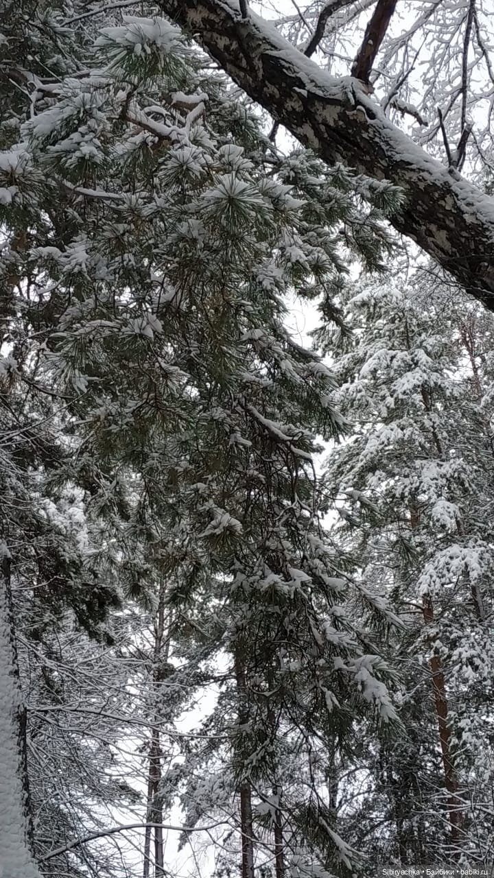 Глаша и Луша в любимом лесу (фото 9)
