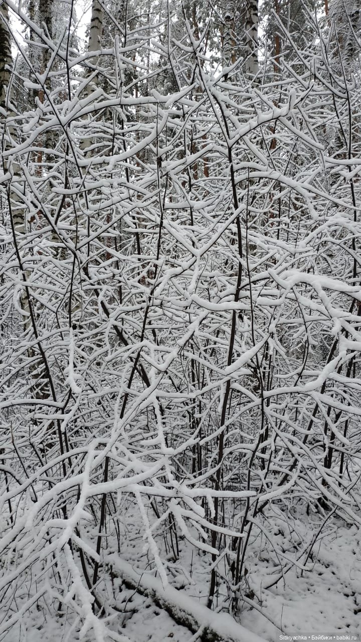 Глаша и Луша в любимом лесу (фото 3)