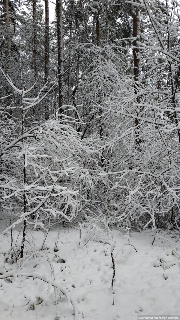 Настя любуется красотой заснеженного леса (фото 2)