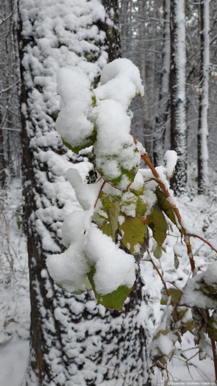 Глаша и Луша в любимом лесу