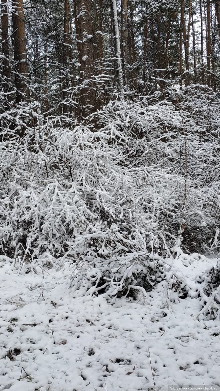 Любимый лес Глаши и Луши — Игровые куклы разных производителей (Разное): редкие бренды