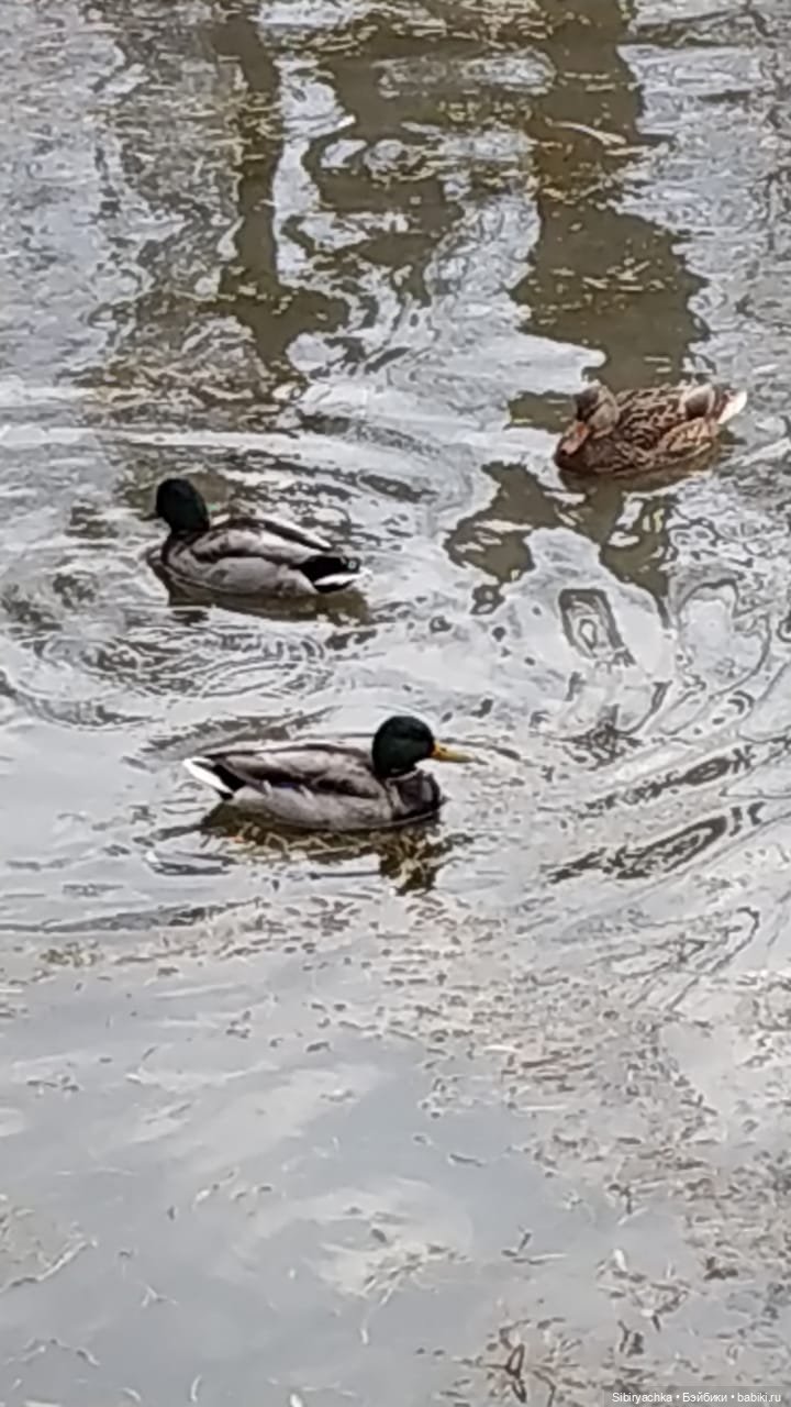 Прекрасный ноябрьский денёк в городском саду