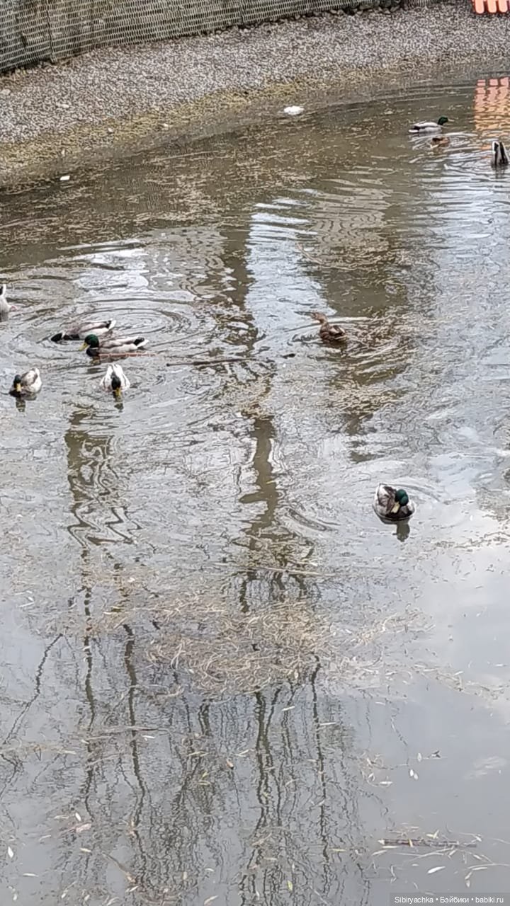 Прекрасный ноябрьский денёк в городском саду (фото 10)
