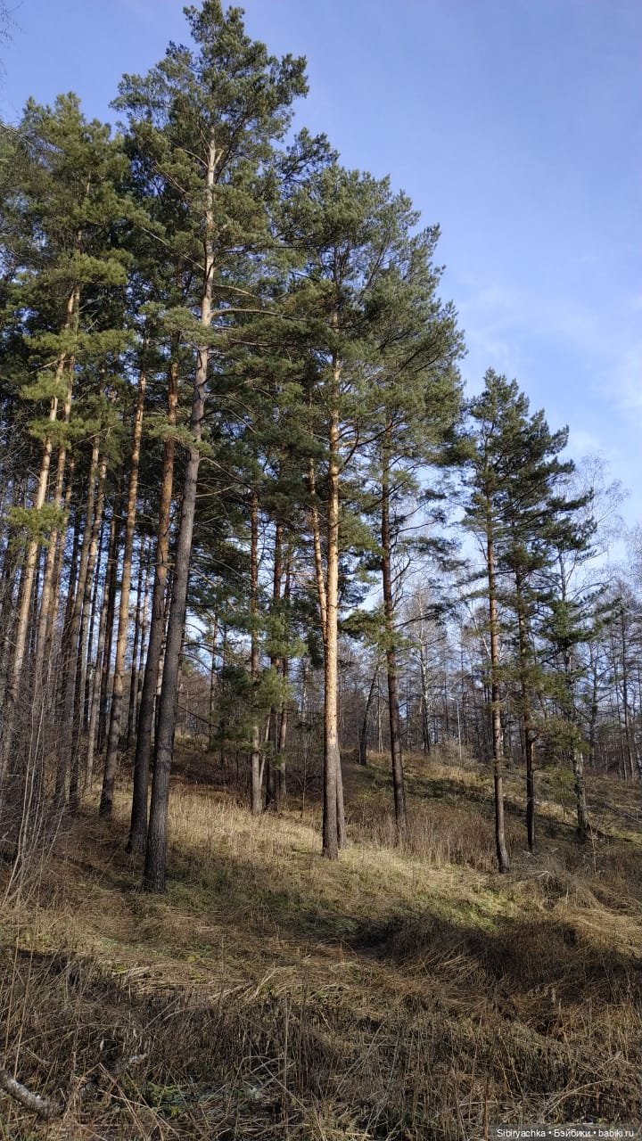 Первая прогулка Катюши в лесу