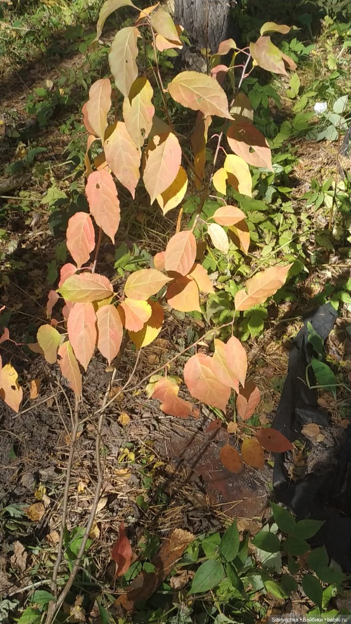 Вспоминая лучшие моменты золотой осени (фото 8)