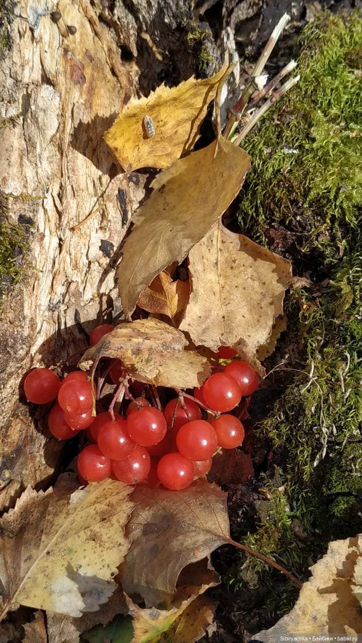 Вспоминая лучшие моменты золотой осени