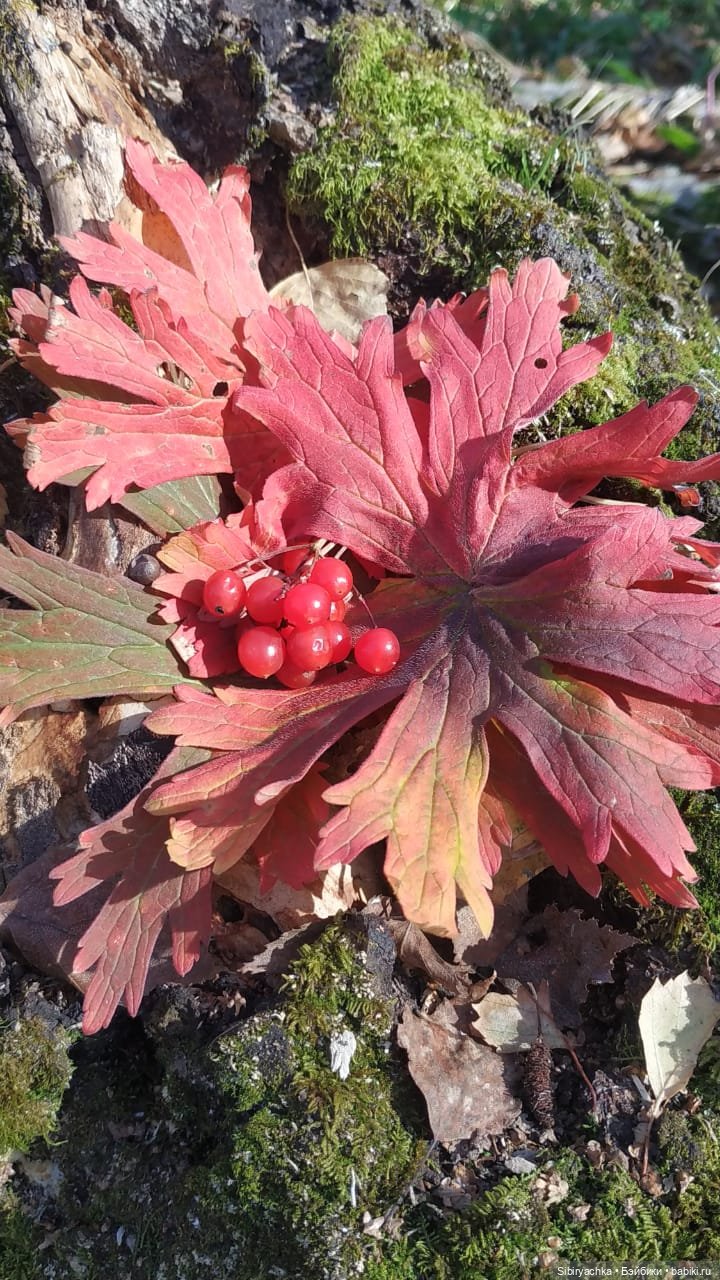 Вспоминая лучшие моменты золотой осени