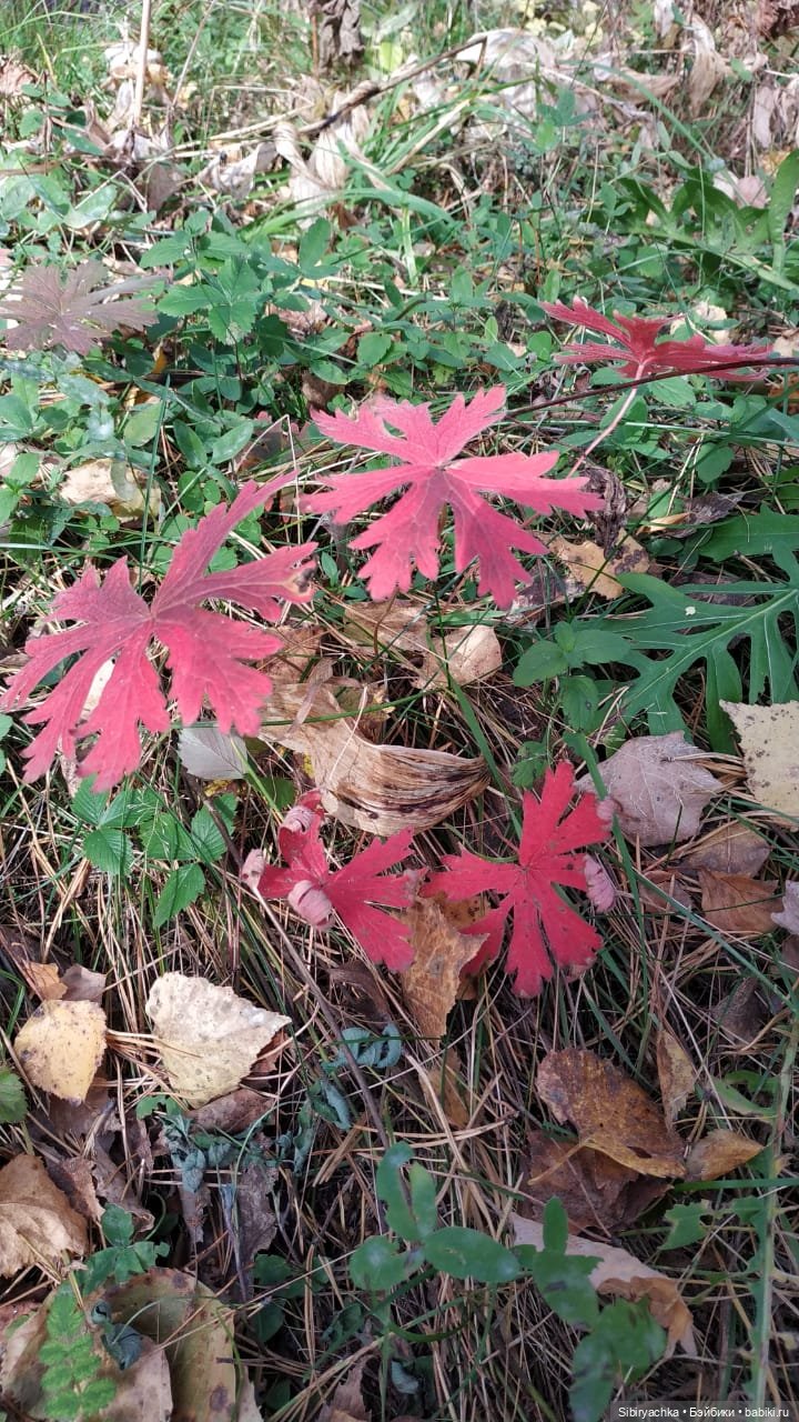 Вспоминая лучшие моменты золотой осени
