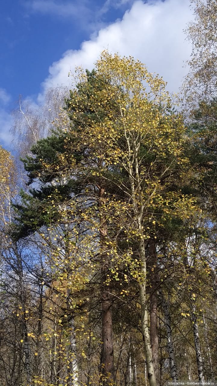 Вспоминая лучшие моменты золотой осени