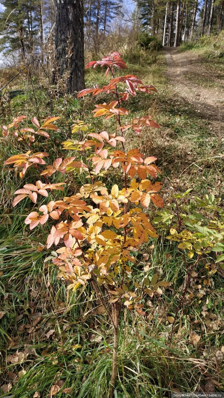 Вспоминая лучшие моменты золотой осени