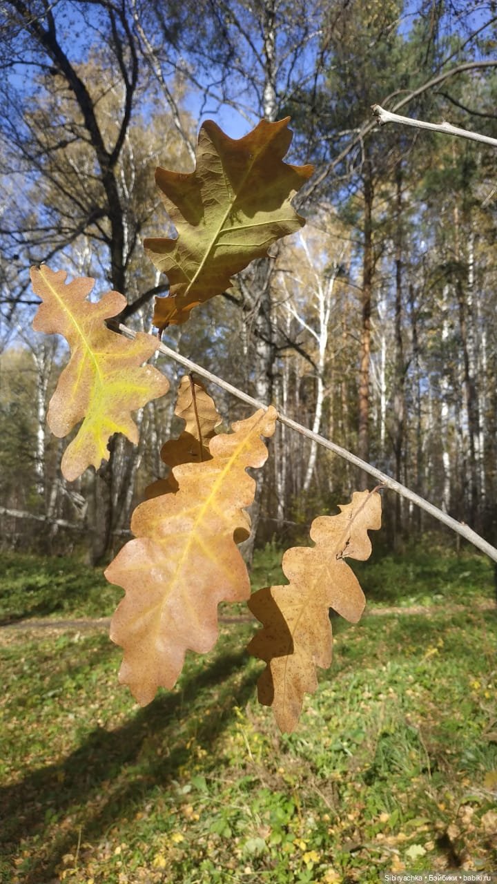 Вспоминая лучшие моменты золотой осени (фото 6)