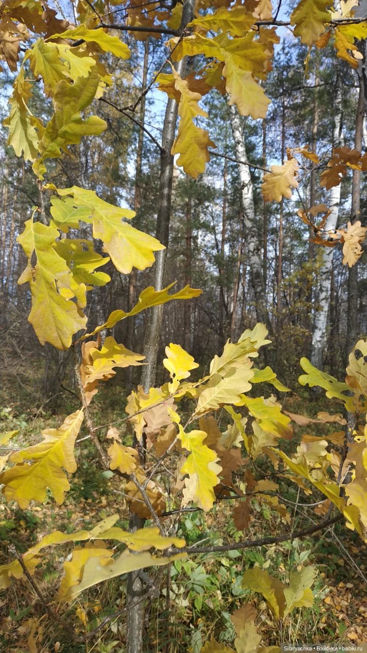 Вспоминая лучшие моменты золотой осени