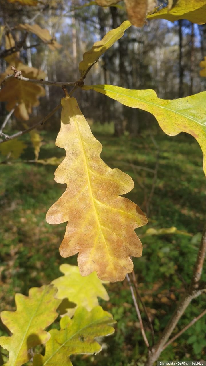 Вспоминая лучшие моменты золотой осени (фото 7)