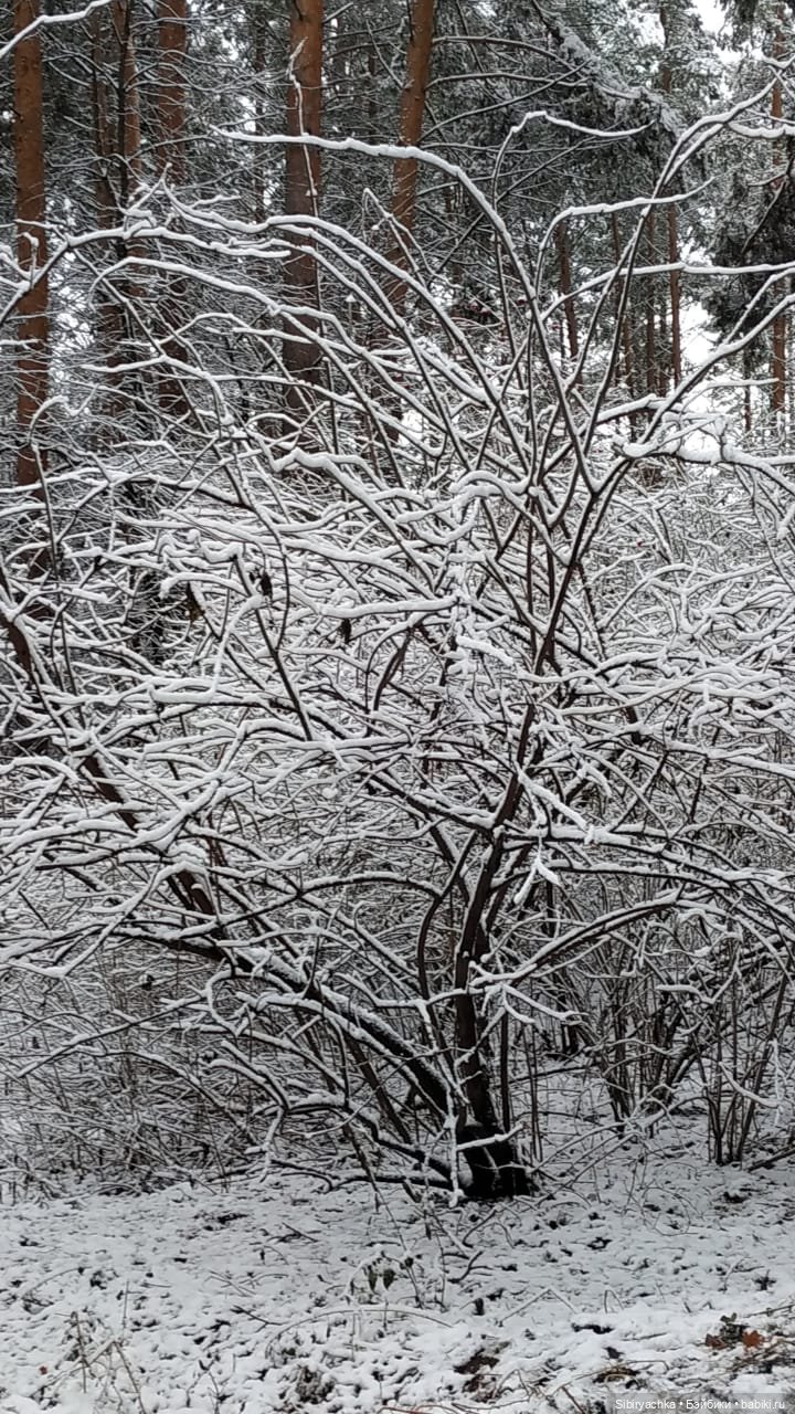 Тайны заснеженного леса — Российские куклы Весна (фото 9)