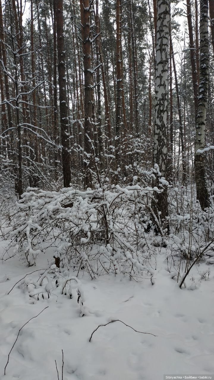 Как Глаша искала в лесу медведя