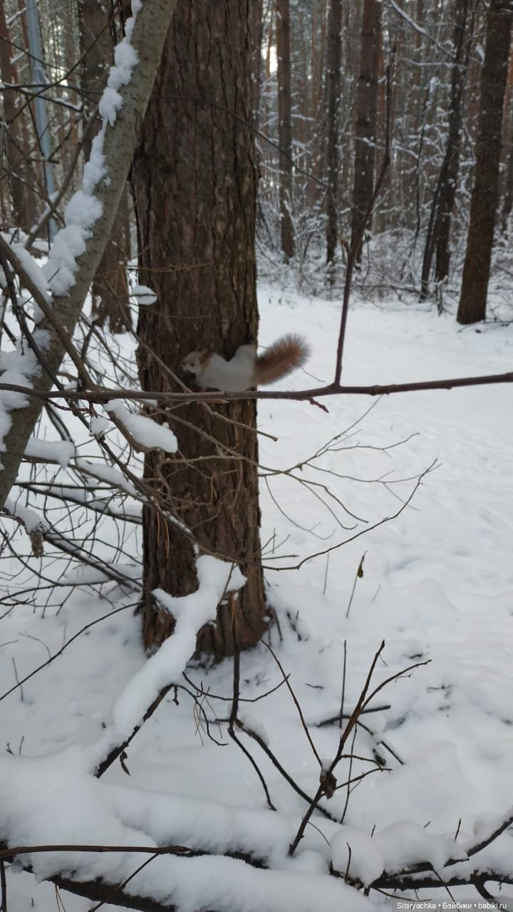 Как Глаша искала в лесу медведя