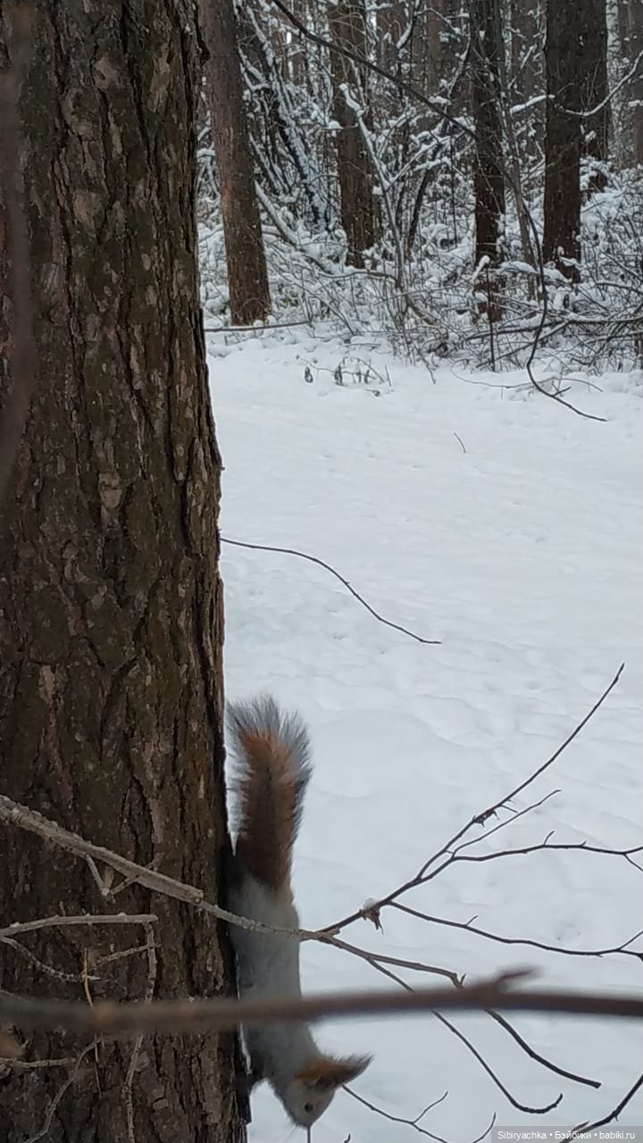 Как Глаша искала в лесу медведя