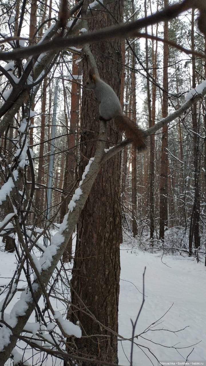 Как Глаша искала в лесу медведя