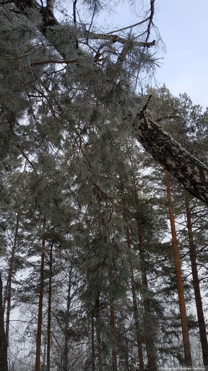 Глаша и Арина гуляют в лесу