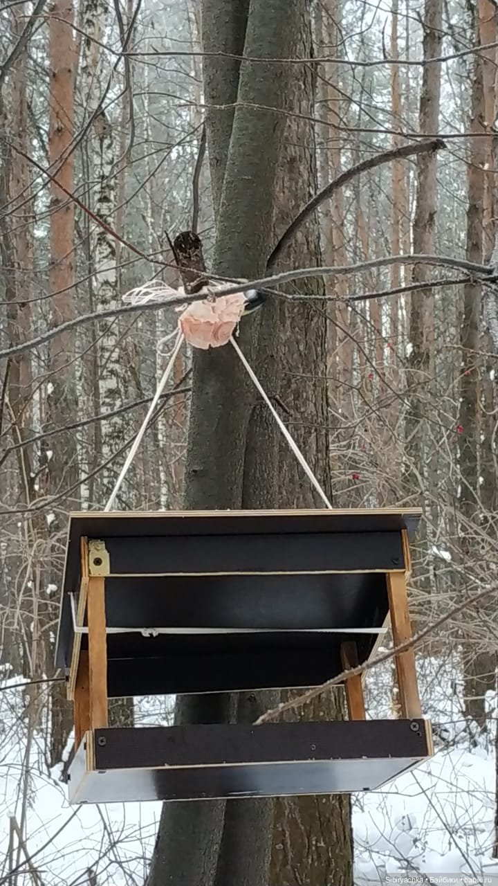 Глаша и Арина гуляют в лесу (фото 6)