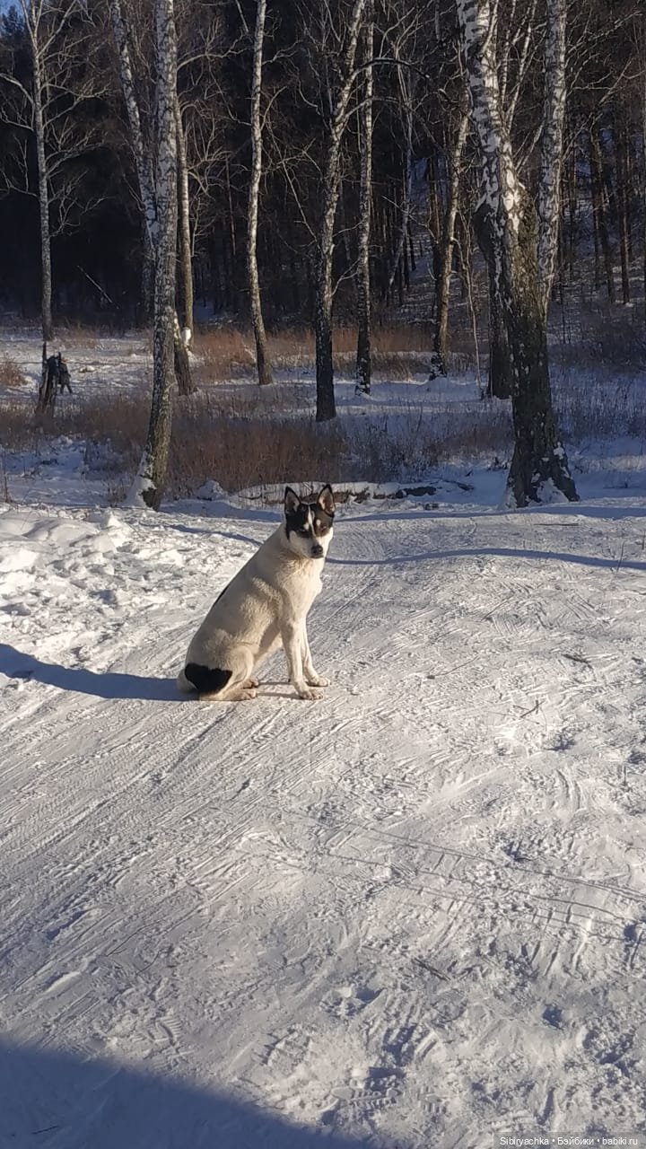 Прогулка Василька — Игровые куклы разных производителей (Разное): редкие бренды