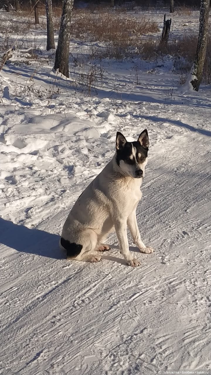 Прогулка Василька — Игровые куклы разных производителей (Разное): редкие бренды