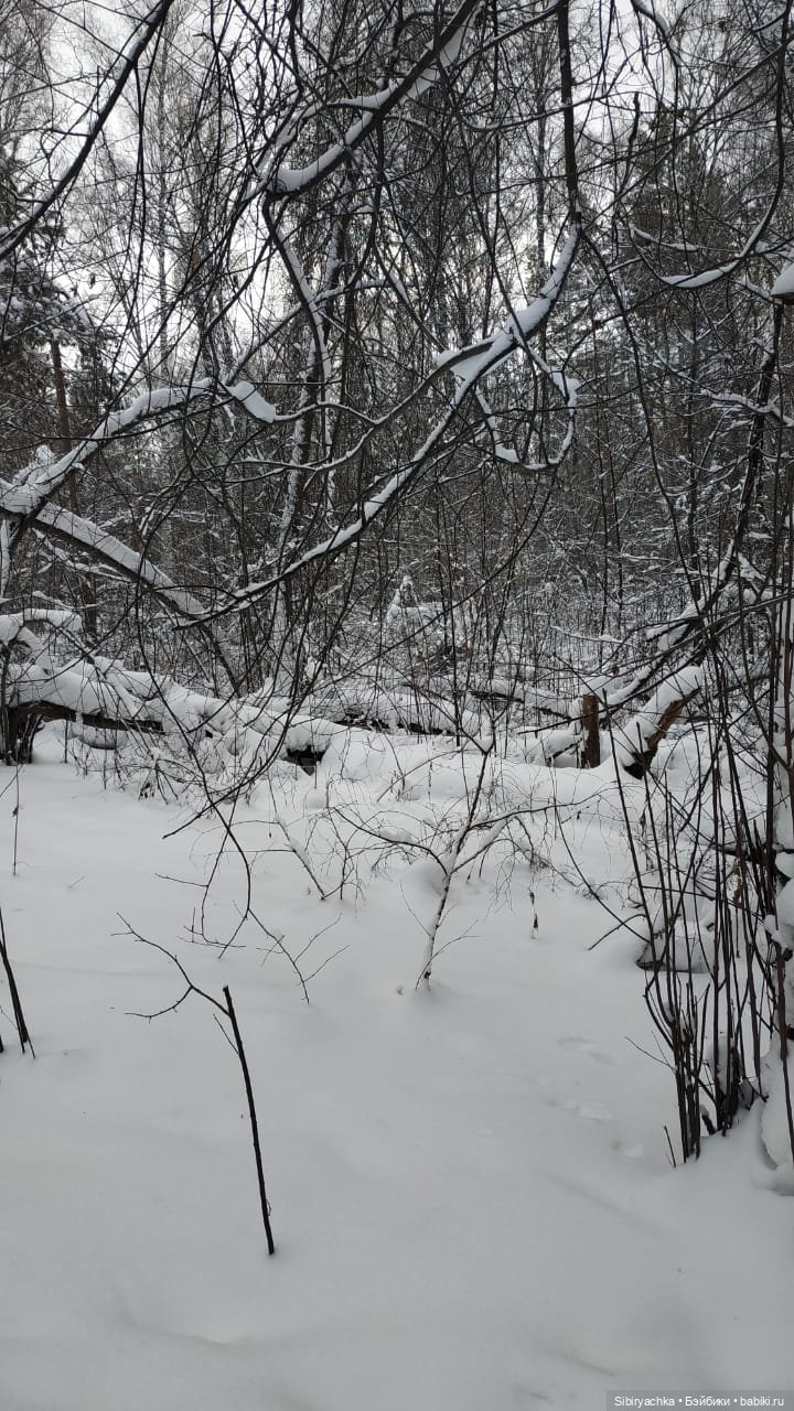 Первая прогулка Лизоньки в лесу