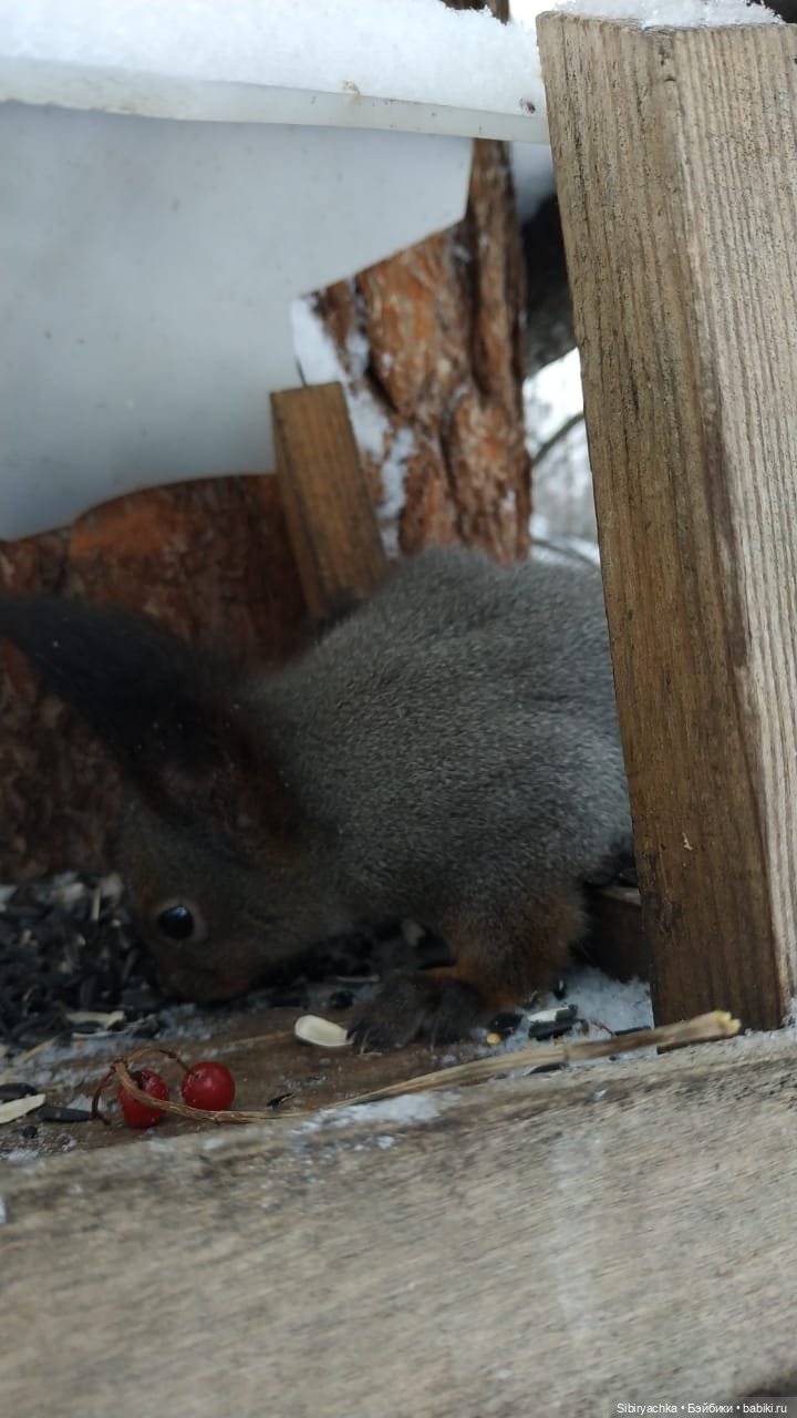 Первая прогулка Лизоньки в лесу