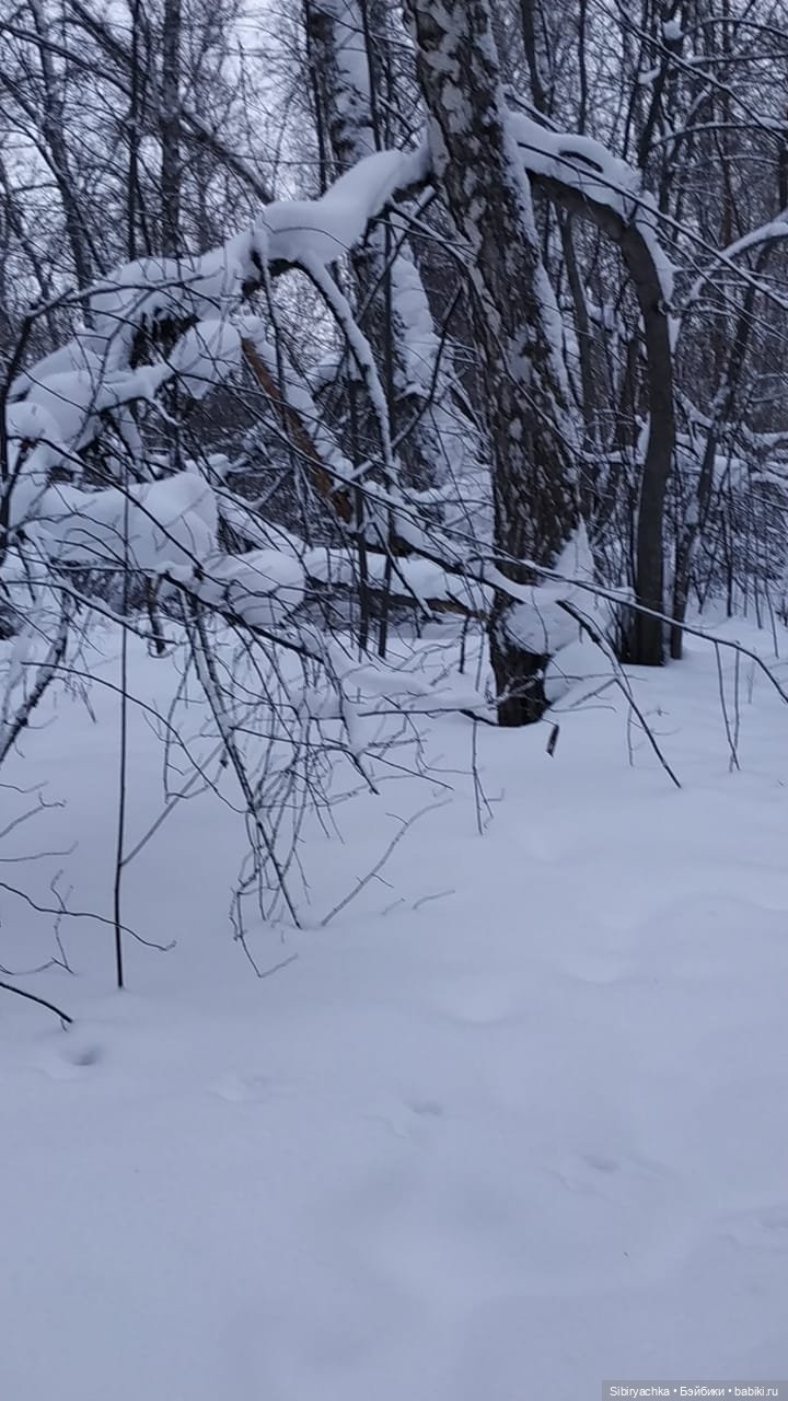 Первая прогулка Лизоньки в лесу