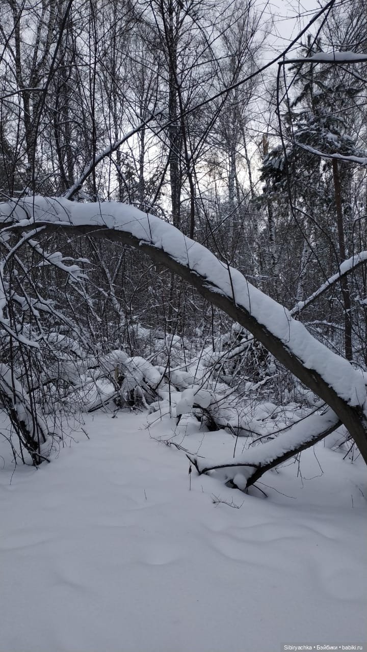 Первая прогулка Лизоньки в лесу