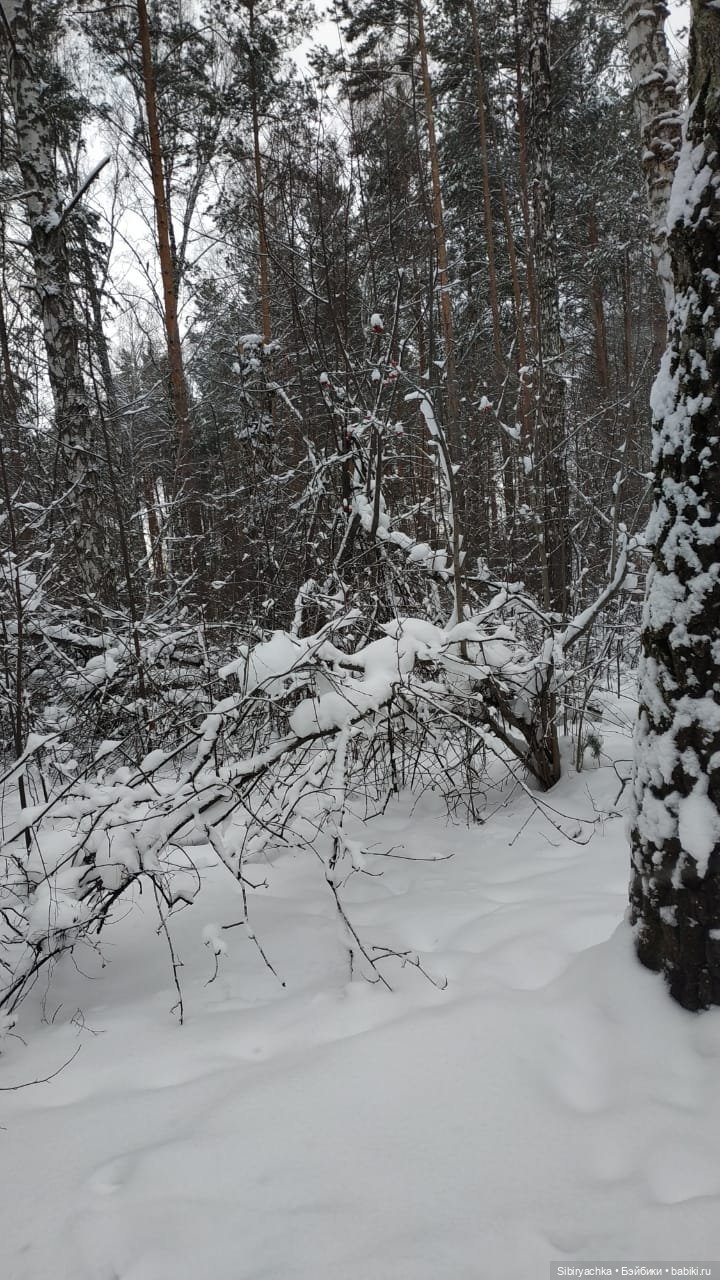 Первая прогулка Лизоньки в лесу
