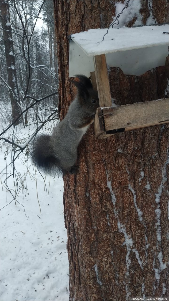 Первая прогулка Лизоньки в лесу