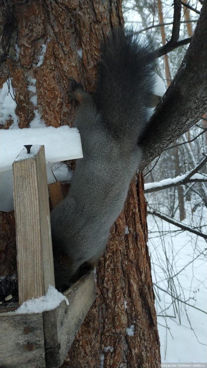 Первая прогулка Лизоньки в лесу