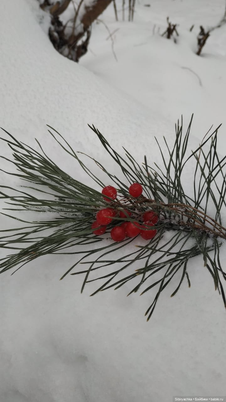 Как Настенька и Ананас Ананасович Сибирский в лесу гуляли