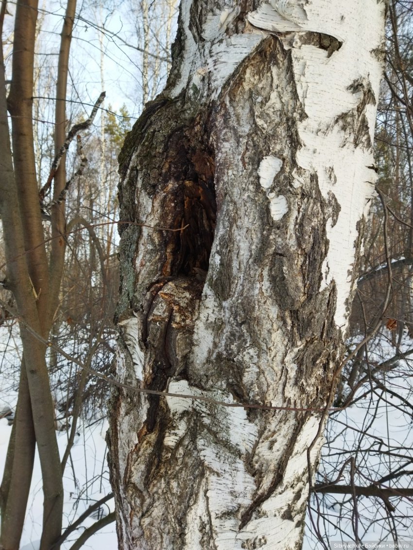 Красота сибирской природы