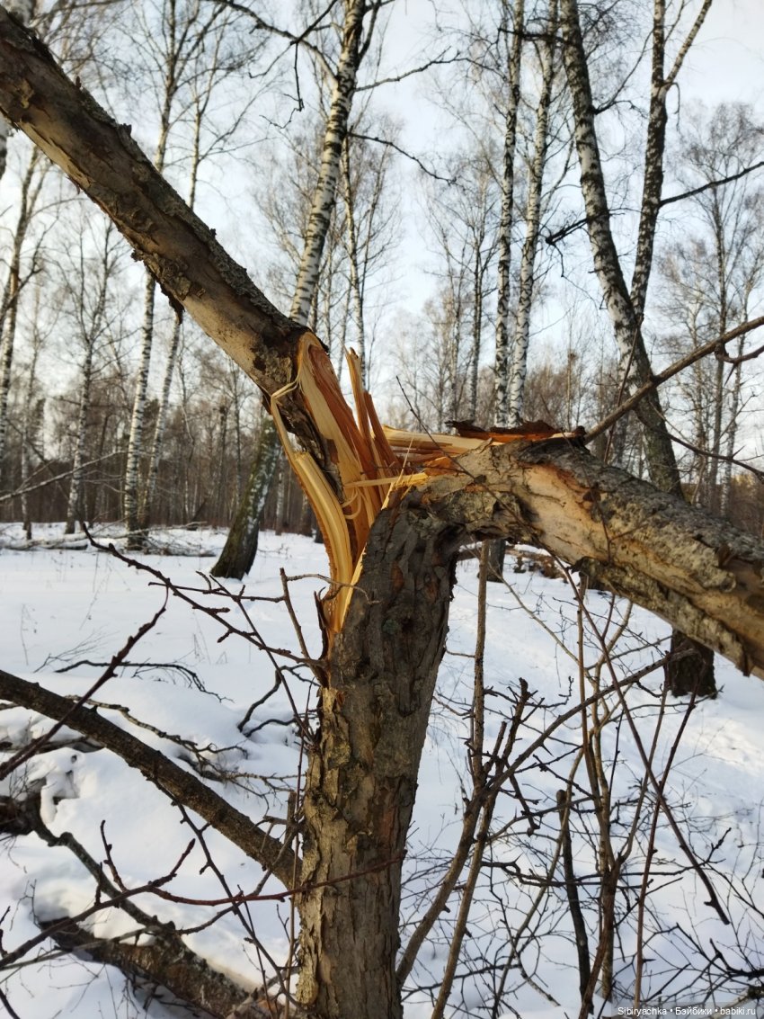 Красота сибирской природы (фото 5)