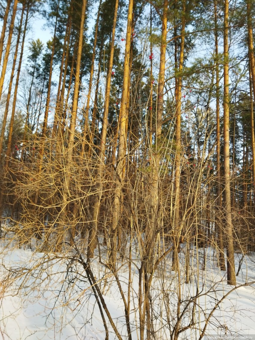 Красота сибирской природы