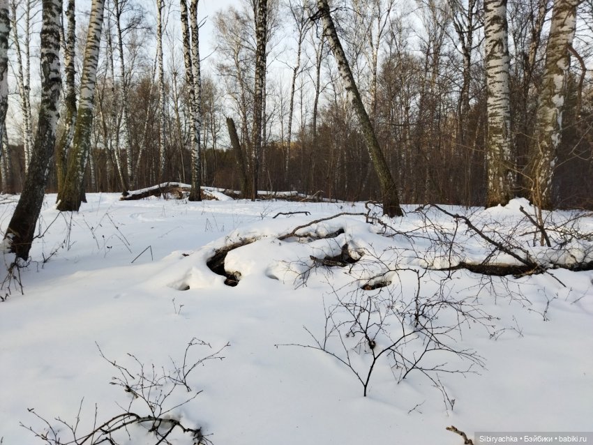 Красота сибирской природы (фото 3)