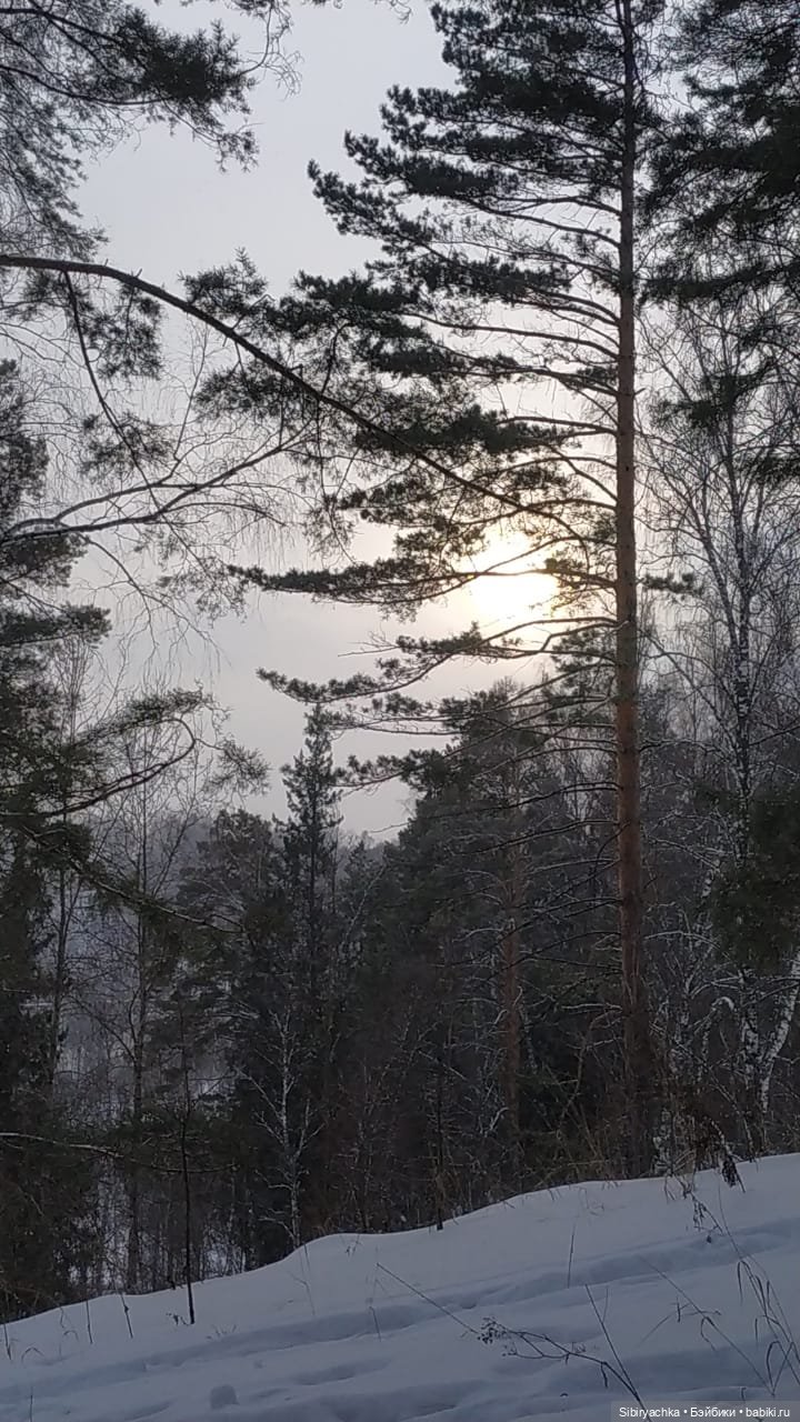 Прогулка Василька и Лизоньки в лесу