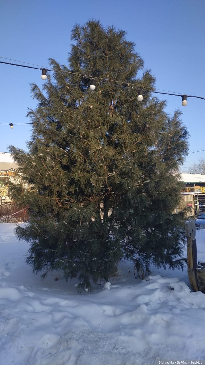 Василёк в сувенирной лавке (фото 4)