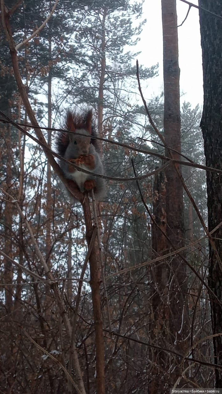 Василёк в лесу — Игровые куклы разных производителей (Разное): редкие бренды (фото 9)