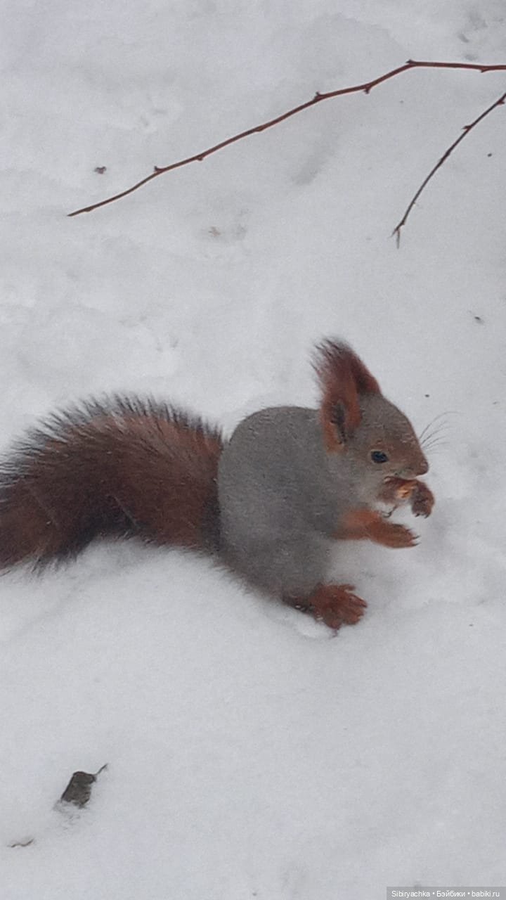 Василёк в лесу — Игровые куклы разных производителей (Разное): редкие бренды (фото 7)