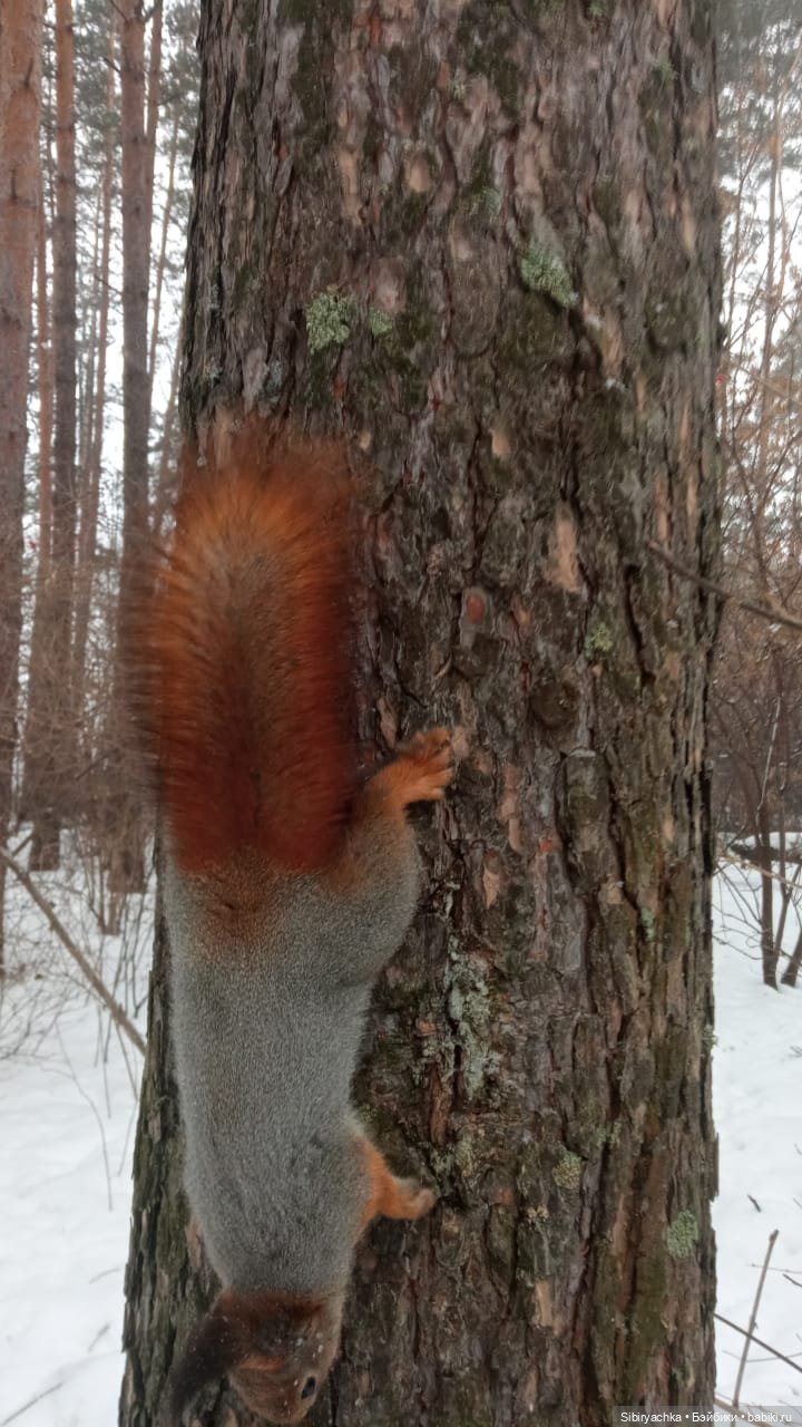 Василёк в лесу — Игровые куклы разных производителей (Разное): редкие бренды