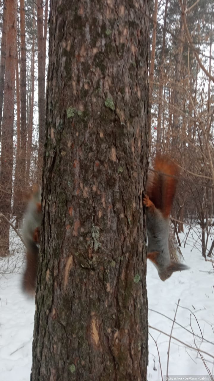 Василёк в лесу — Игровые куклы разных производителей (Разное): редкие бренды