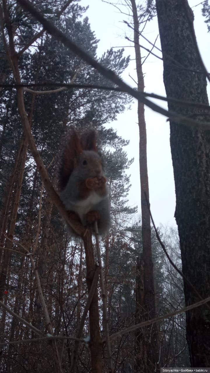 Василёк в лесу — Игровые куклы разных производителей (Разное): редкие бренды (фото 10)