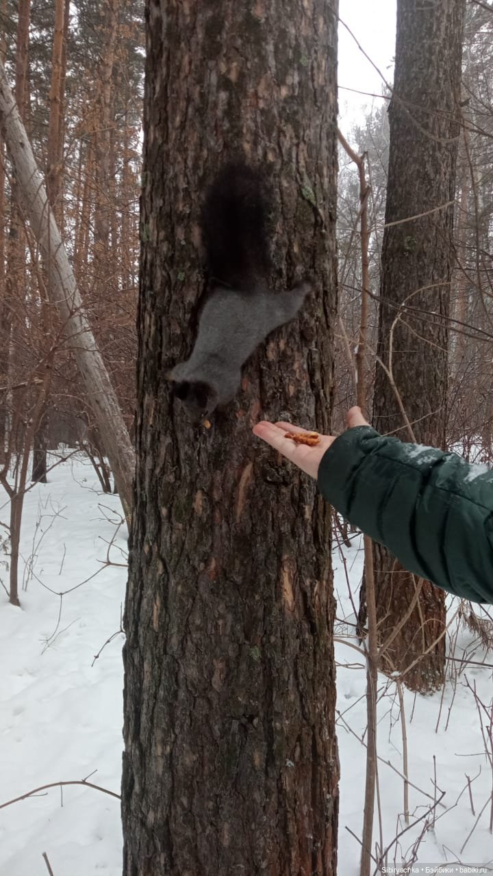 Василёк в лесу — Игровые куклы разных производителей (Разное): редкие бренды (фото 6)