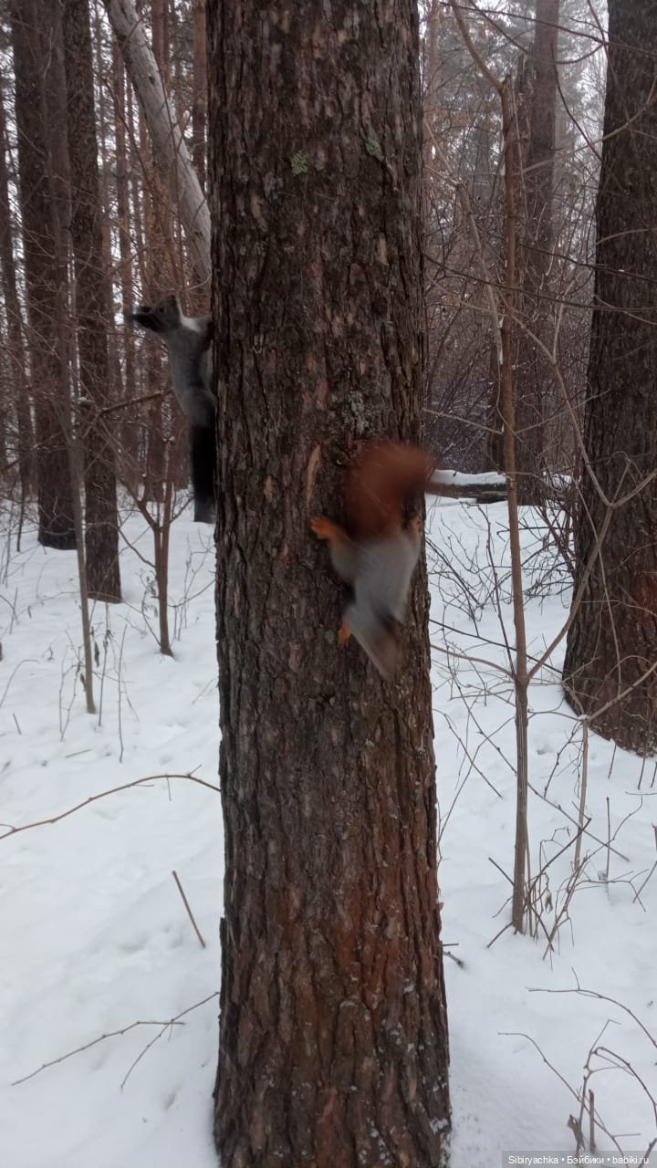 Василёк в лесу — Игровые куклы разных производителей (Разное): редкие бренды (фото 5)